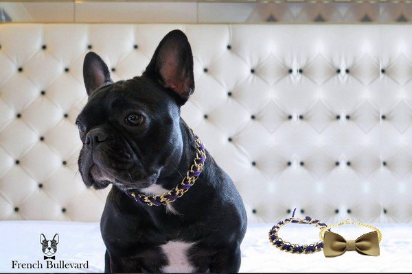 french-bullevard-pets-accessories